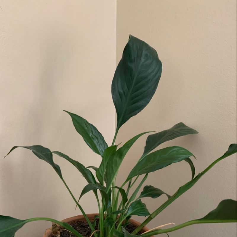 Healthy peace lily plant with vibrant dark green leaves, well-framed against a neutral background.
