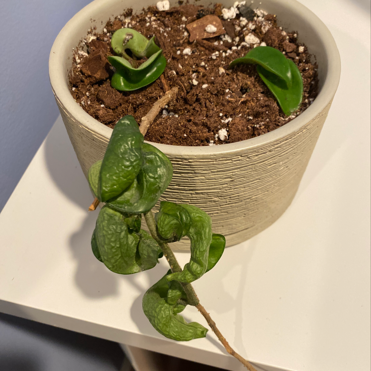 Hoya carnosa 'Compacta' plant in a pot with visible soil and healthy green leaves.