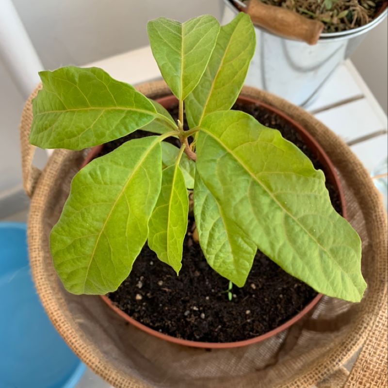 Healthy young avocado plant with vibrant green leaves growing in a small terracotta pot with moist soil.