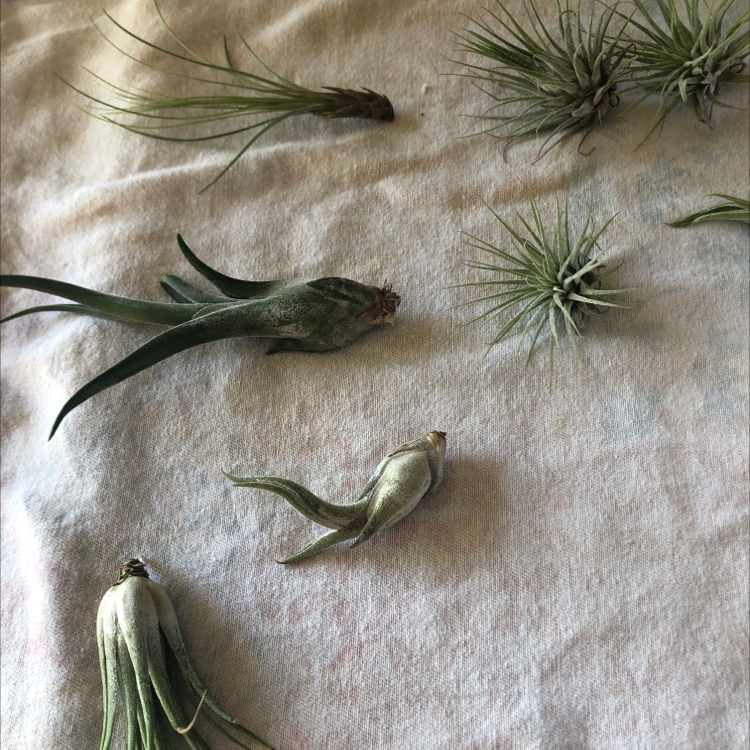 Several Bulbosa Air Plants on a light-colored fabric, in various stages of growth.