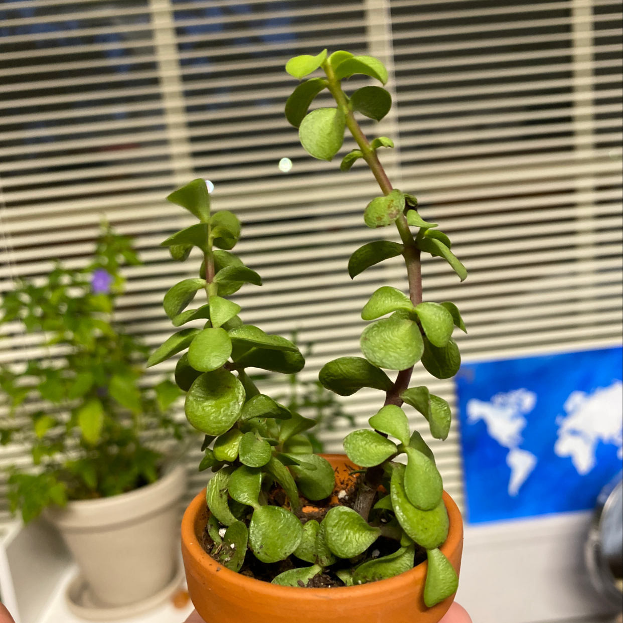 Healthy Elephant Bush (Portulacaria afra) in a terracotta pot, held by a hand.