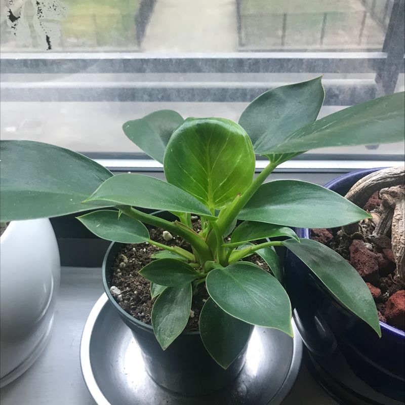 Healthy Baby Rubber Plant with glossy green leaves in silver pot on window sill