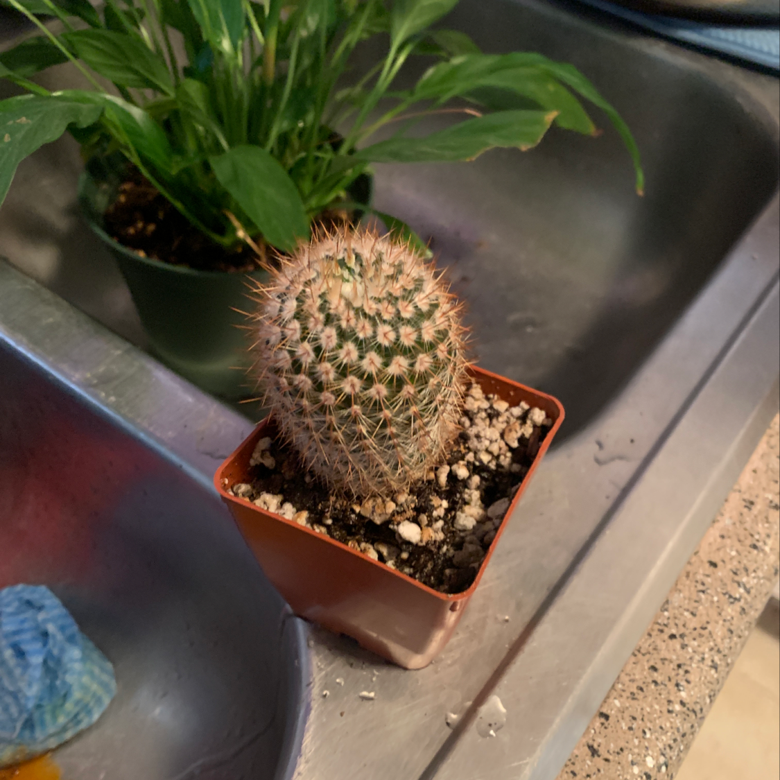 Small, healthy lace hedgehog cactus in a terracotta pot. Dense white spines give the green cactus a fuzzy appearance.