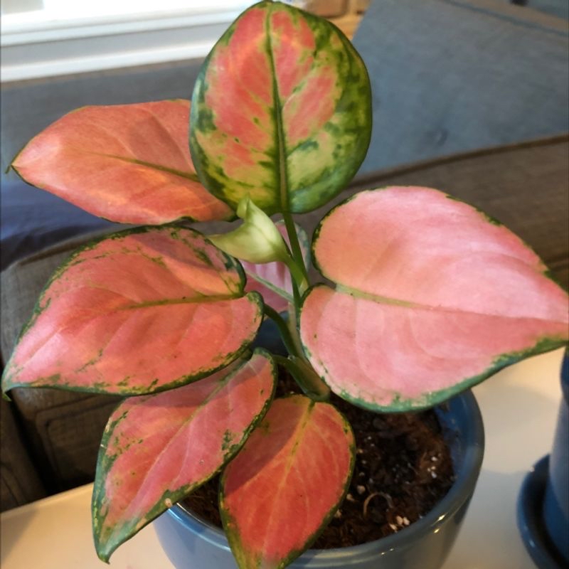Photo of the plant species Decora by Margret named Ruby on Greg, the plant care app
