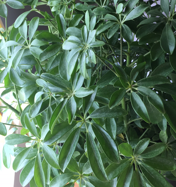 A healthy, lush Dwarf Umbrella Tree houseplant with vibrant green umbrella-like leaves, free of any visible signs of disease or deficiency.