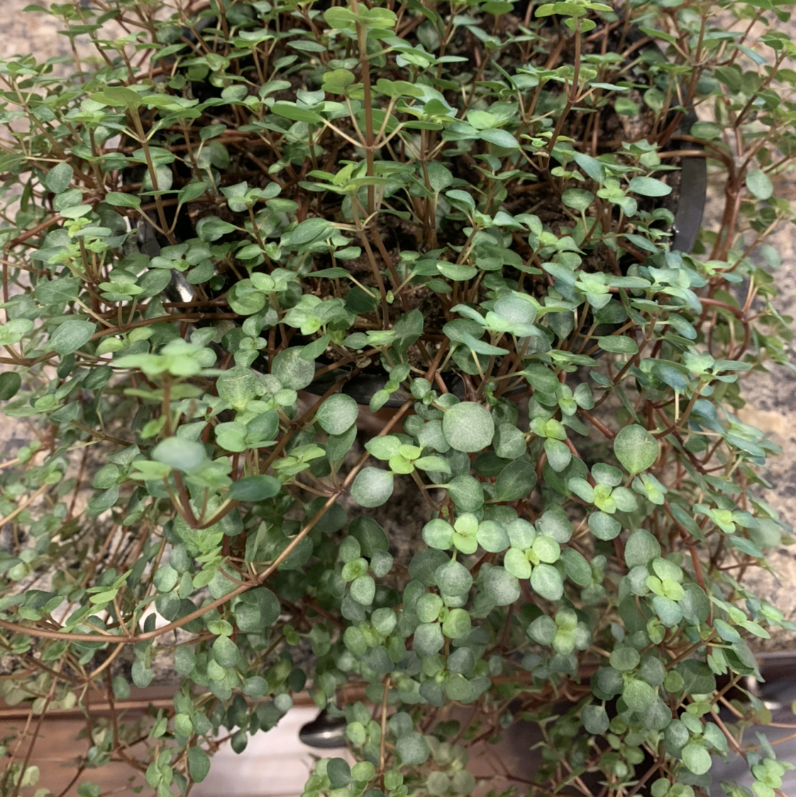 Image of a healthy Common Chickweed plant with small green leaves.