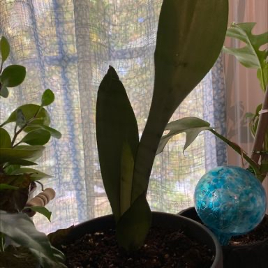 Snake Plant plant photo by @harrytheplant named Aria on Greg, the plant care app.
