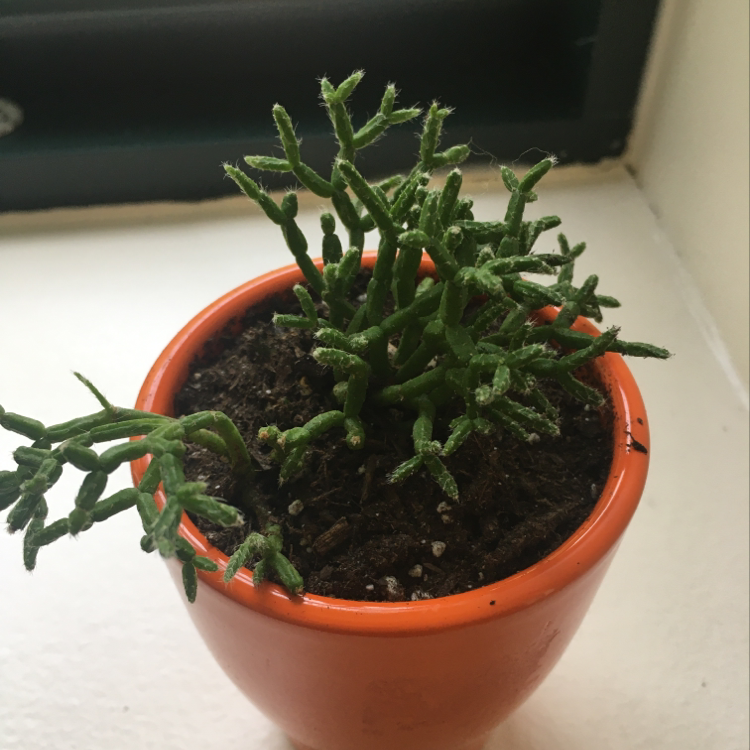 Potted Sand Pygmyweed plant in an orange pot with visible soil.