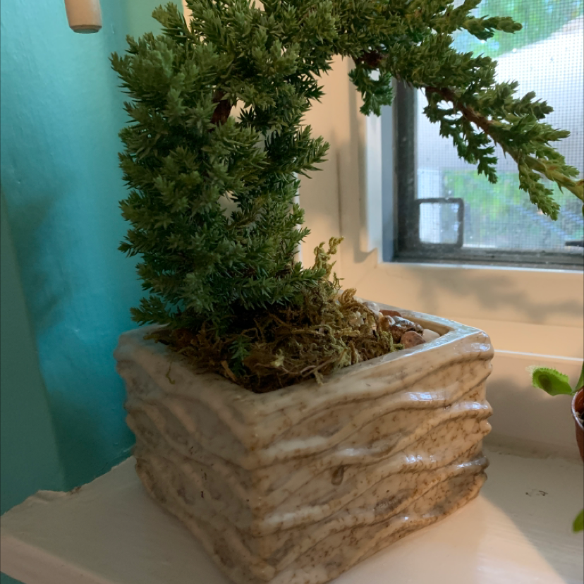 Mediterranean Cypress plant in a decorative pot near a window, with healthy green foliage.
