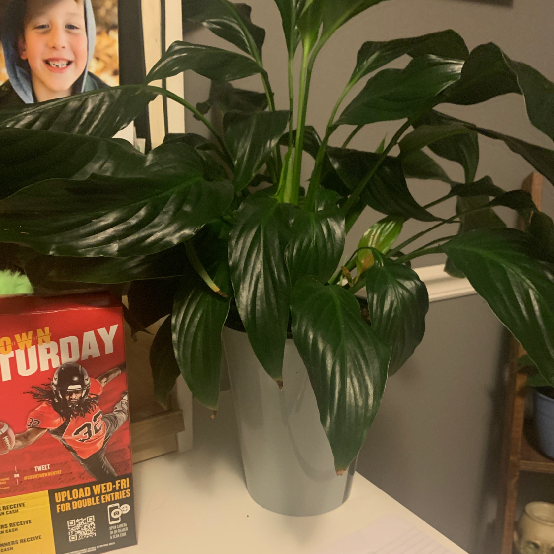 Healthy, thriving peace lily houseplant with glossy green leaves in a white pot. A child's photo is also in frame.