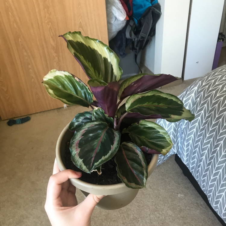 Calathea 'Medallion' plant photo by @Thejaneclaire named Dolly on Greg, the plant care app.