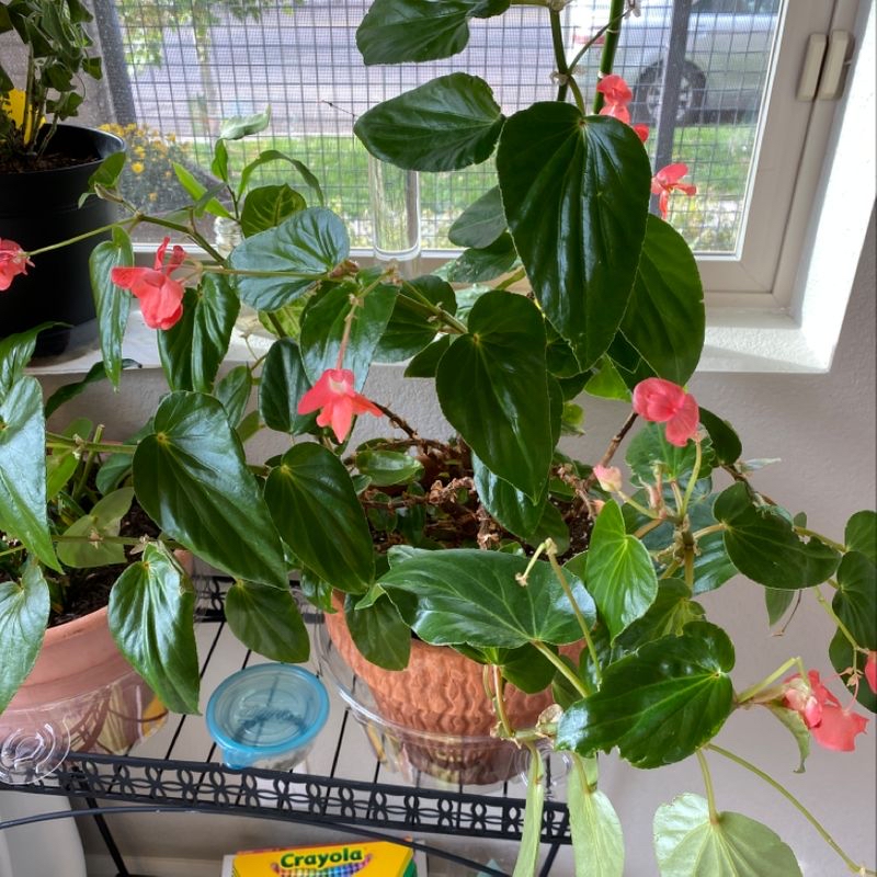 Photo of the plant species Chinese Habanero by @Mia named Cassie on Greg, the plant care app