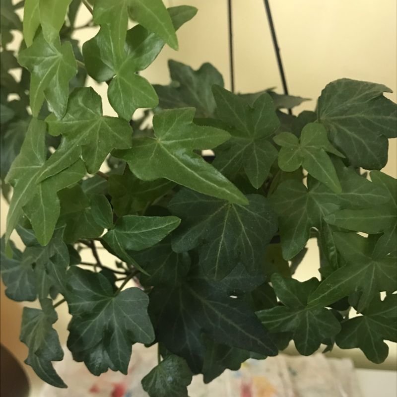 Close-up of healthy English Ivy plant with vibrant green lobed leaves densely covering the frame.