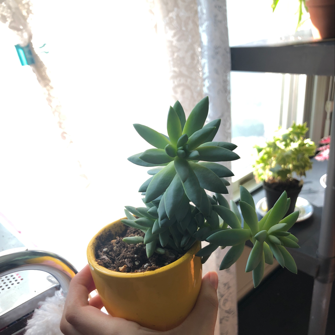 Healthy potted Burro's Tail succulent with long cascading blue-green leaves, held in hand against indoor background.