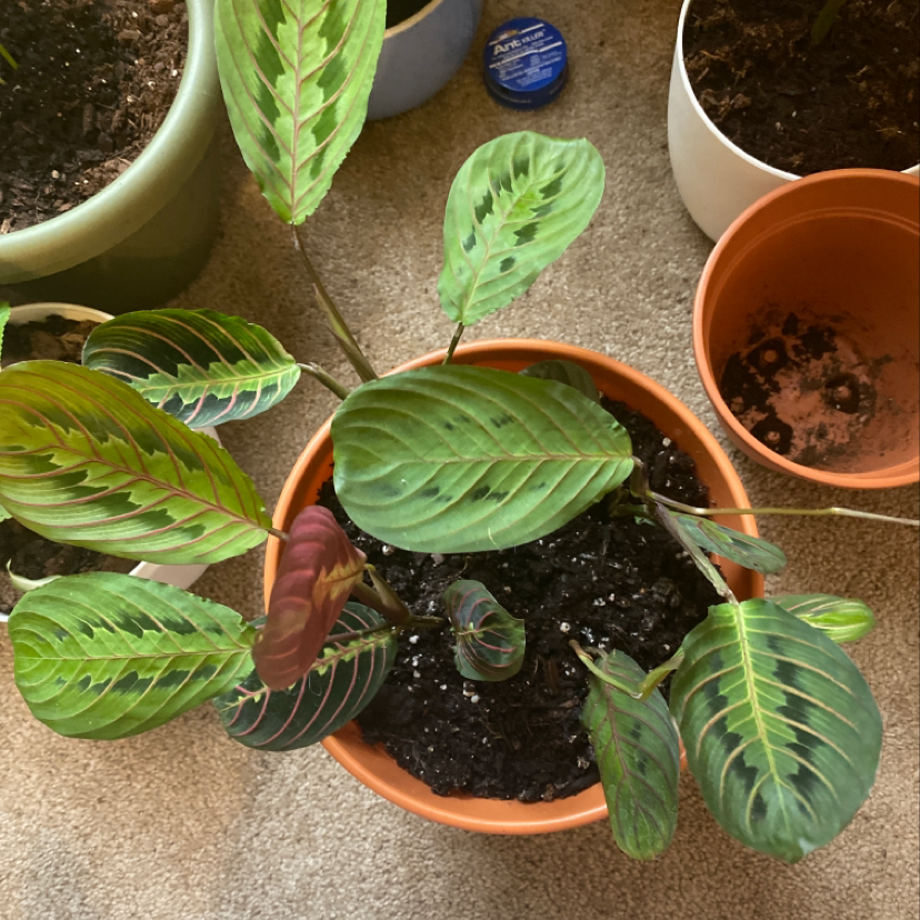 Healthy green prayer plant in terra cotta pot, with visible soil and human hand gently touching the vibrant, upright foliage.