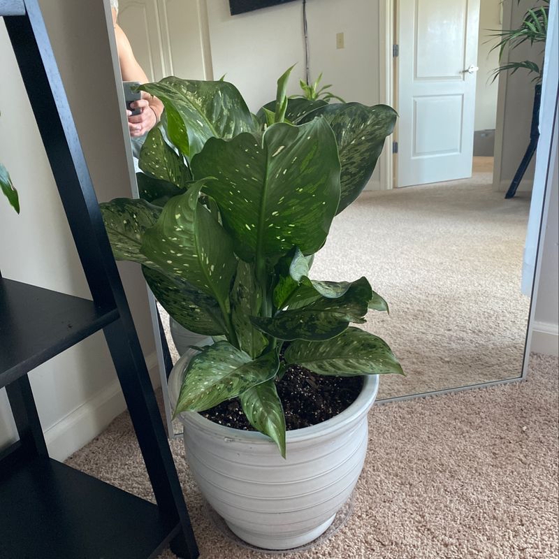Healthy Dieffenbachia plant with lush spotted leaves in a white ceramic pot, sitting on a neutral carpet.