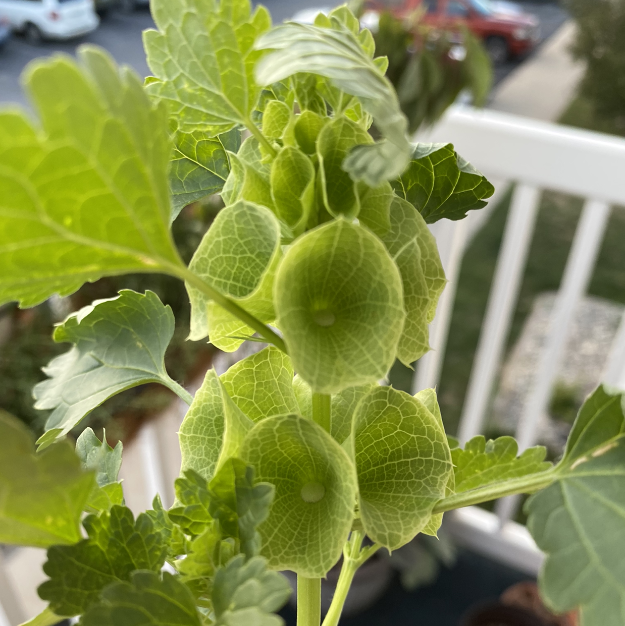 Photo of the plant species Moluccella Laevis by Sara named Moore on Greg, the plant care app