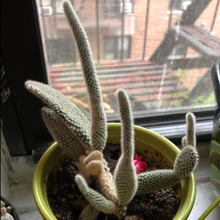 Bunny Ears Cactus in a yellow pot on a windowsill with a small pink flower.