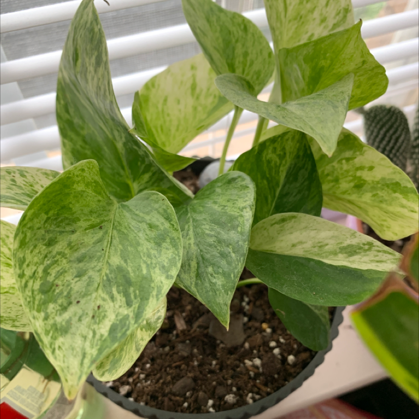 Photo of the plant species Skeleton Flower by June named Budew on Greg, the plant care app