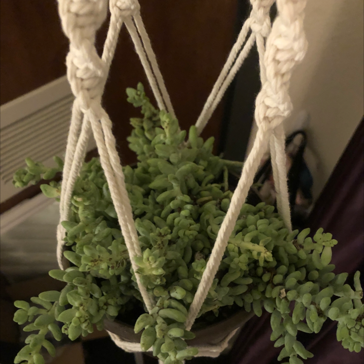 Healthy Burro's Tail succulent with long trailing stems and dense blue-green leaves, hanging in a white macrame basket.