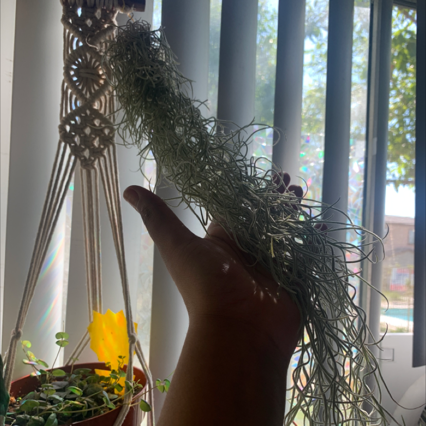 Hand holding a strand of Spanish Moss in front of a window with blinds.