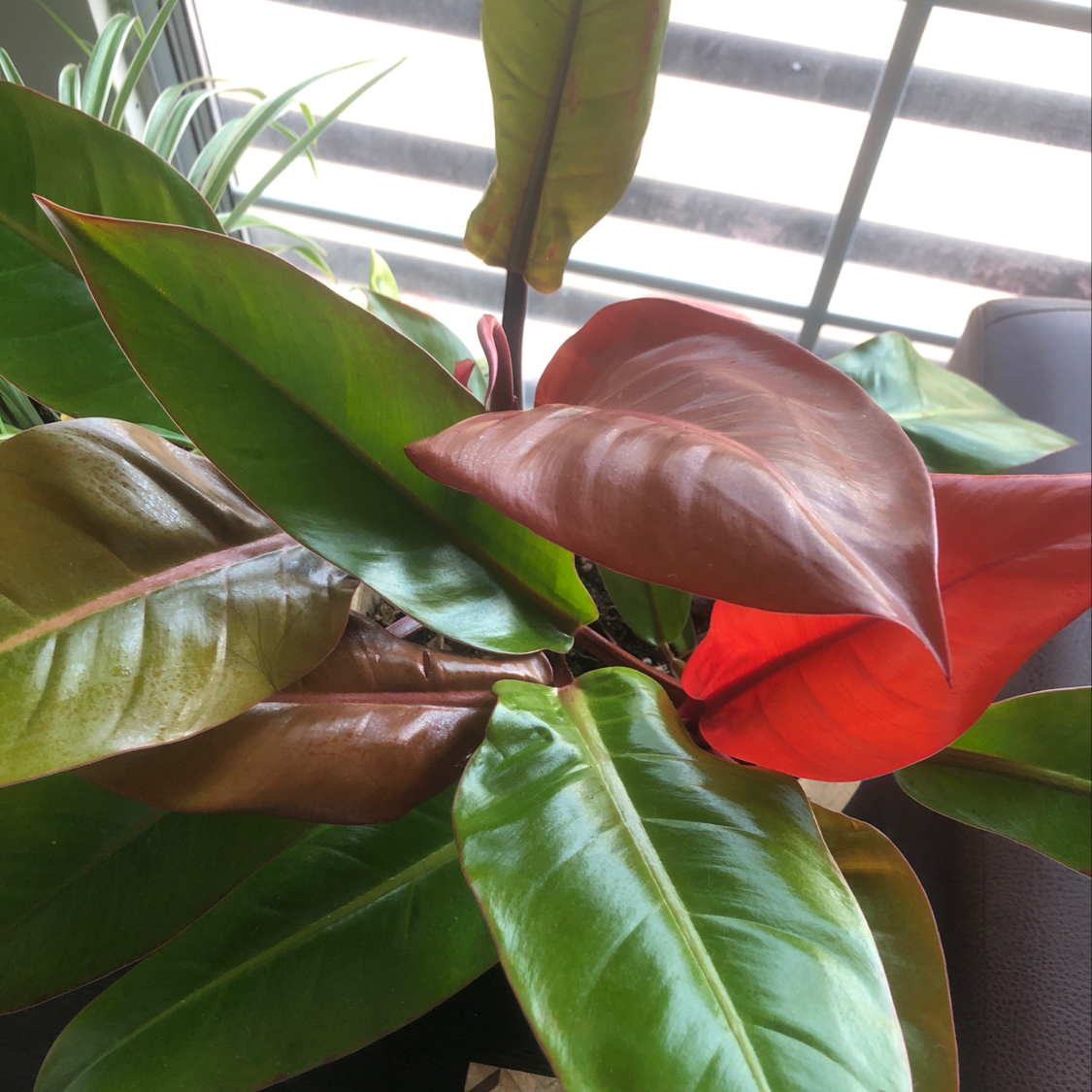 Close-up of a healthy Blushing Philodendron plant with large glossy leaves that have a reddish tint.