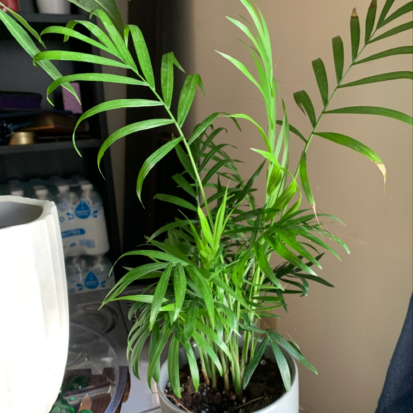 Healthy parlour palm in black pot, bright green feathery fronds, no discoloration or damage, soil visible.