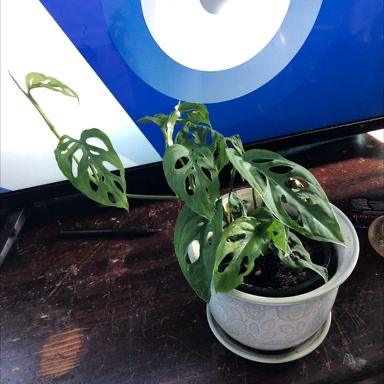 Swiss Cheese Vine plant photo by Erin named Harmony on Greg, the plant care app.
