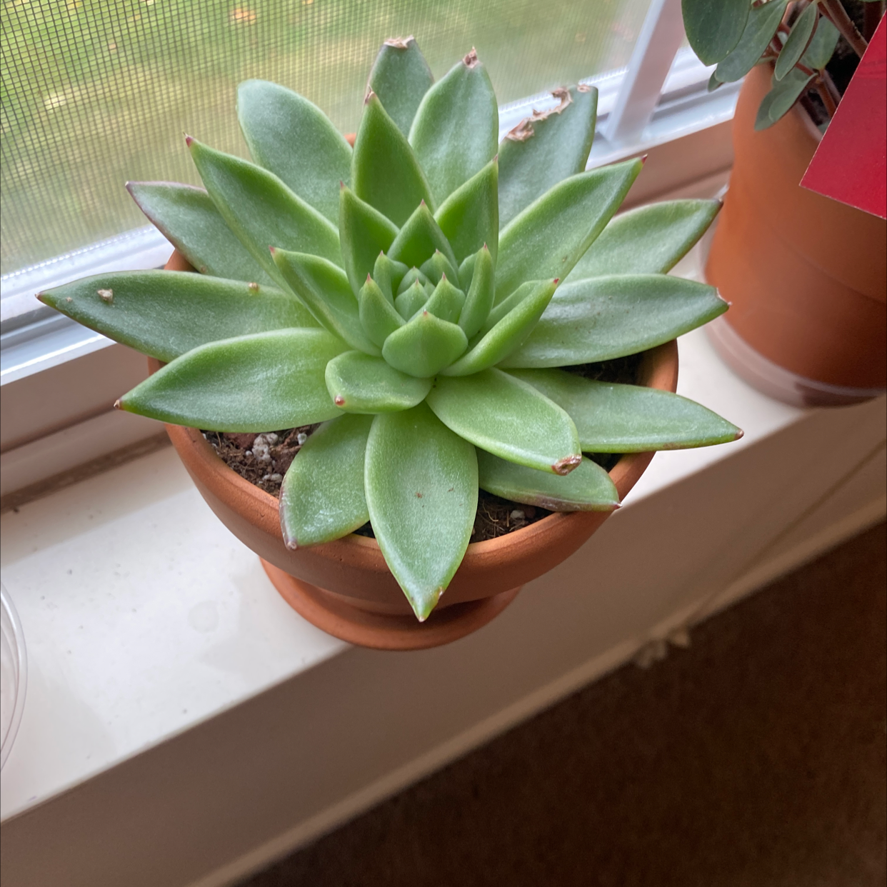 Lipstick Echeveria succulent in a terracotta pot on a windowsill with minor browning on leaf tips.