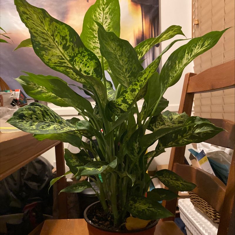 Healthy, mature Dieffenbachia house plant with lush green and yellow variegated leaves in an indoor living space.
