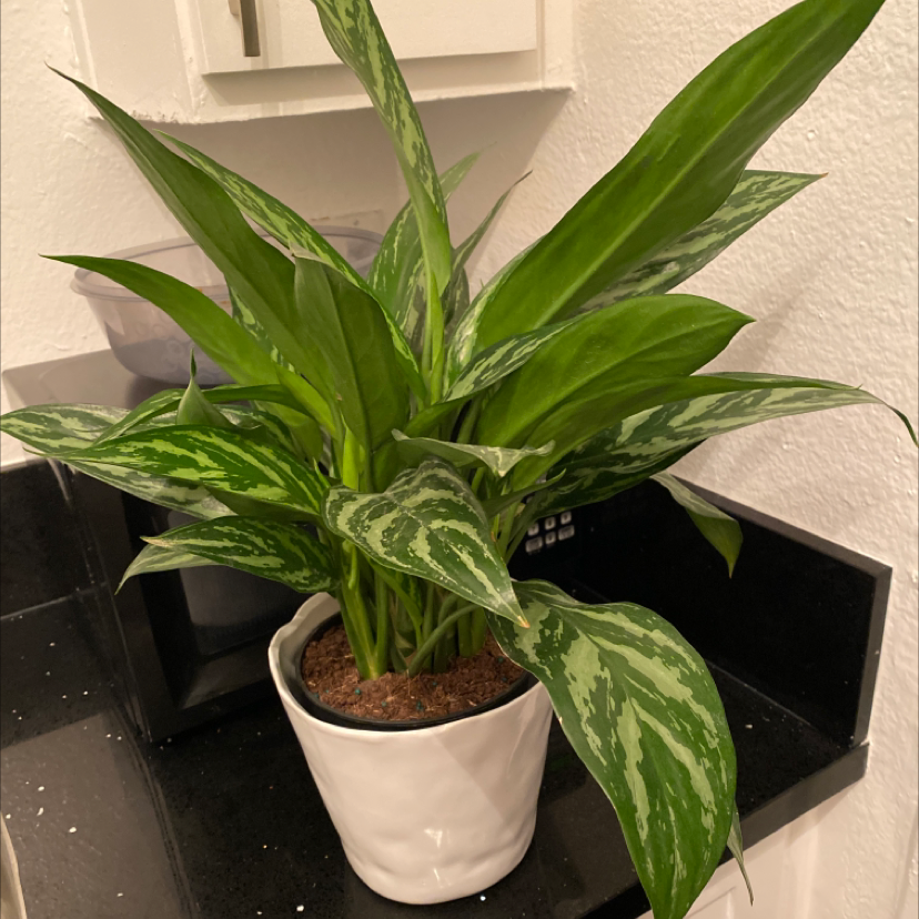 Healthy Chinese Evergreen plant with vibrant green and white variegated leaves in a white ceramic pot.