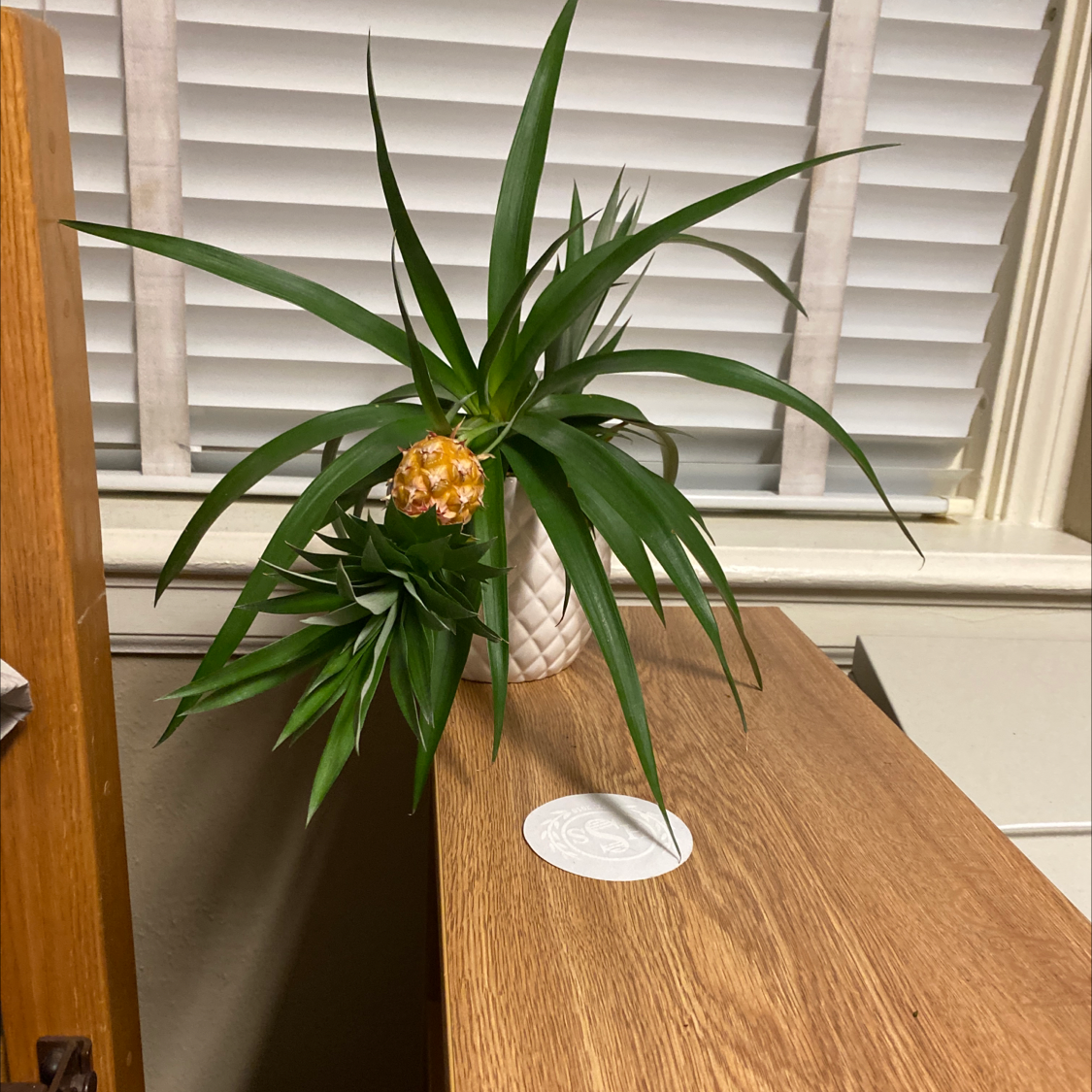A healthy young potted pineapple plant with long green leaves and an immature pineapple fruit growing from the center.