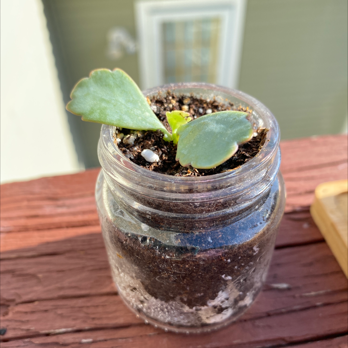 Small Easter Cactus plant in a glass jar with soil, showing two green leaves.