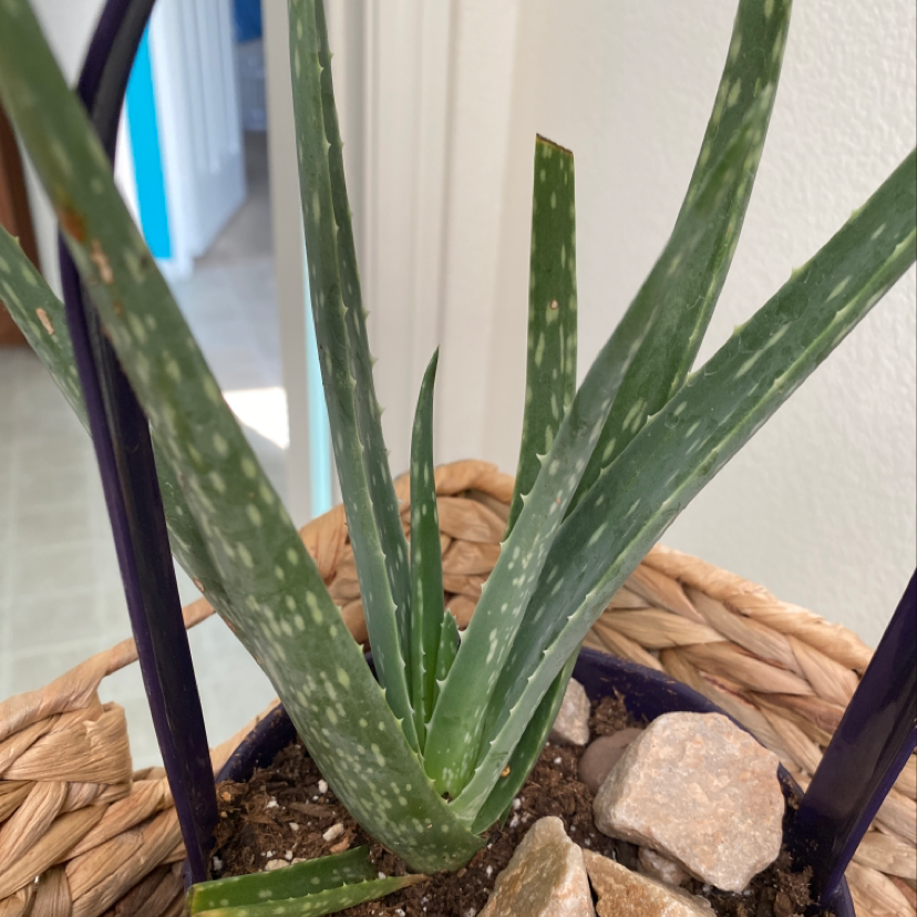 Healthy, mature aloe vera plant with thick green serrated leaves growing upright from a rocky soil base.