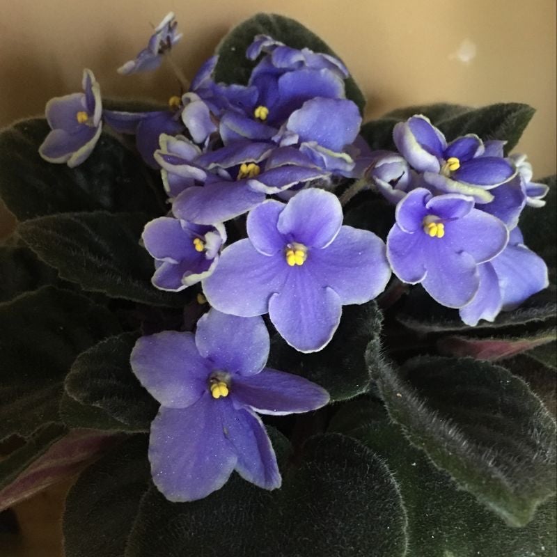 Plant care for Araticum on Greg, the plant care app