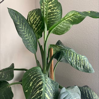 Dieffenbachia plant in Superior, Colorado