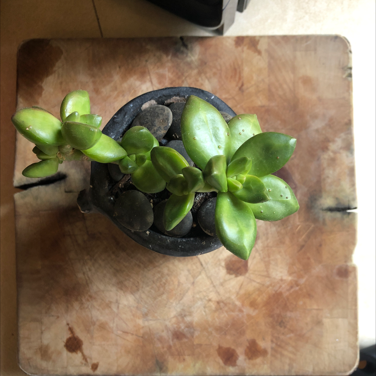 Bear's Paw plant in a small pot on a wooden surface, healthy green leaves.