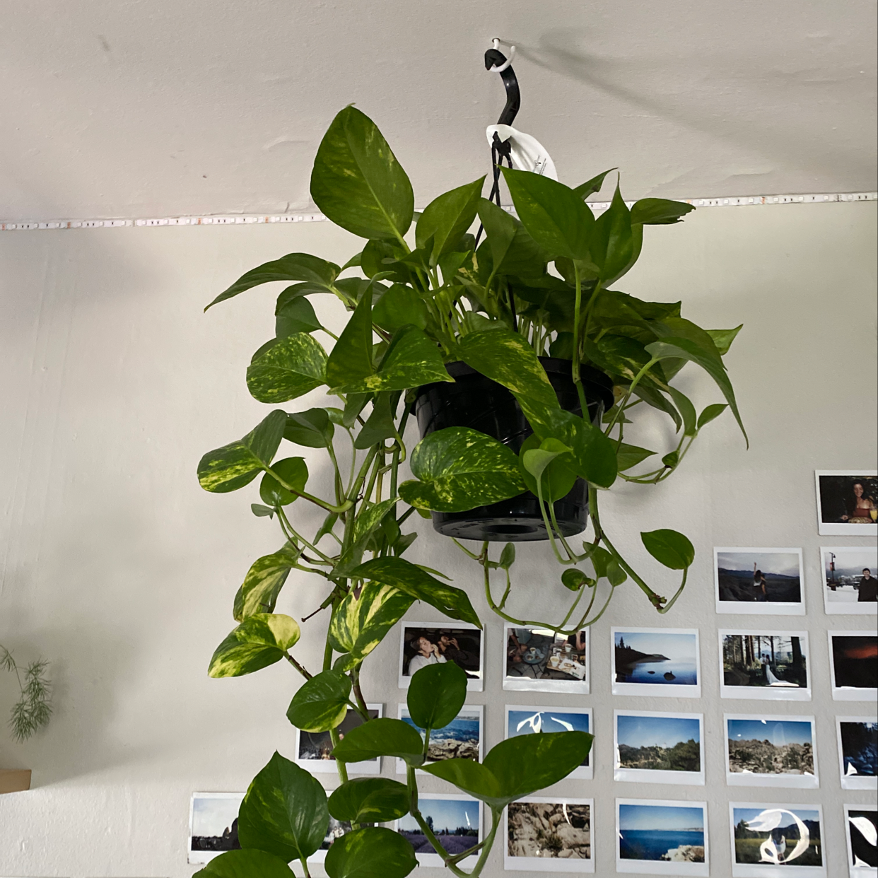 Healthy pothos plant with lush, shiny green leaves hanging against a white wall with a photo collage in the background.