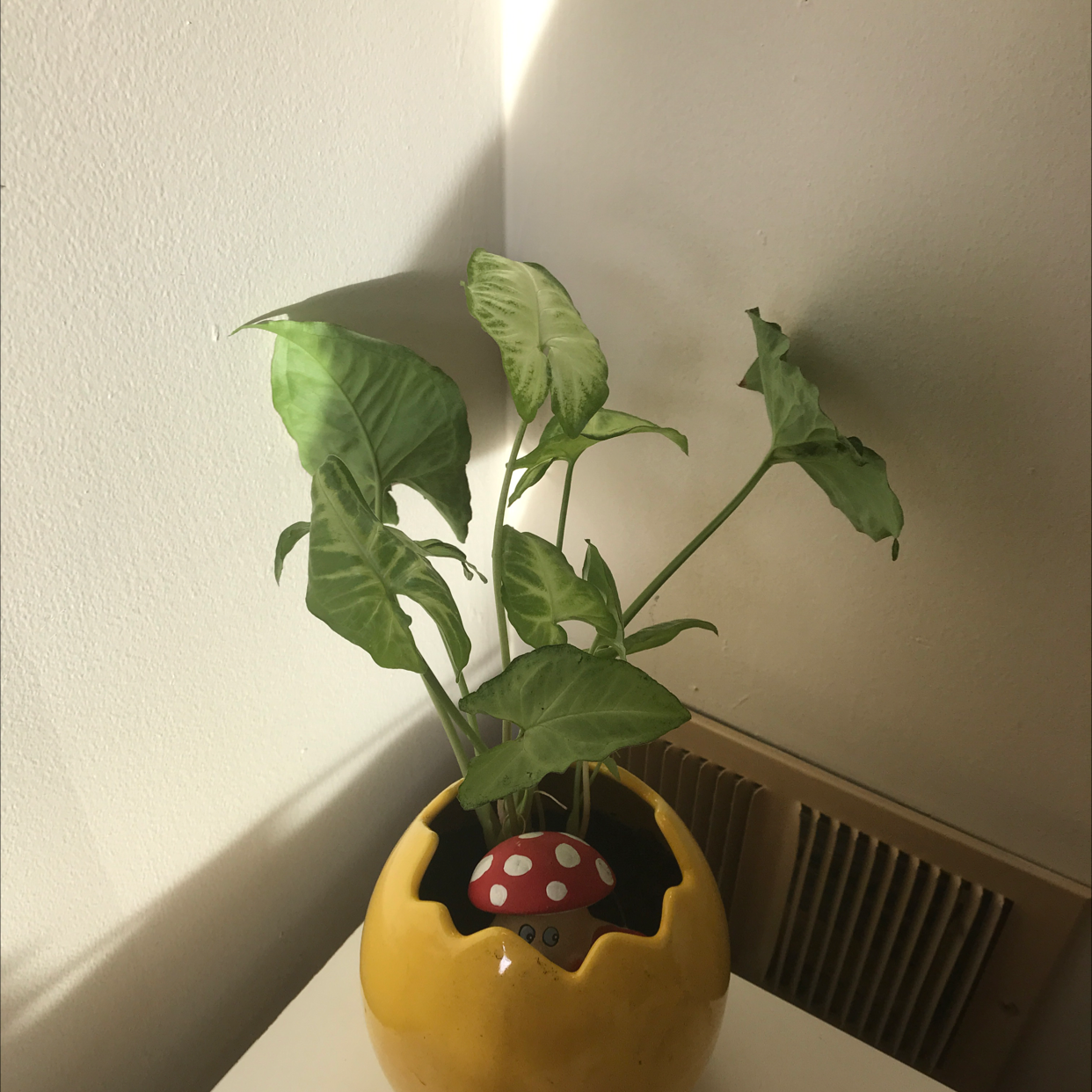 Healthy Arrowhead Plant with lush green foliage in a yellow ceramic pot, well-framed against a plain background.