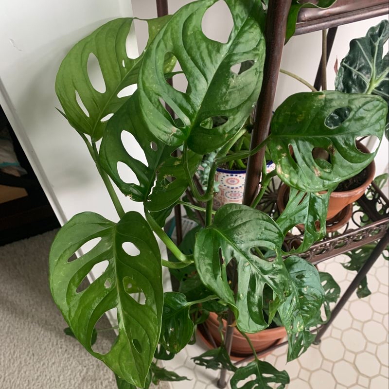 Healthy Monstera deliciosa plant with large, glossy, green leaves featuring distinct splits and holes, growing in a hanging basket.