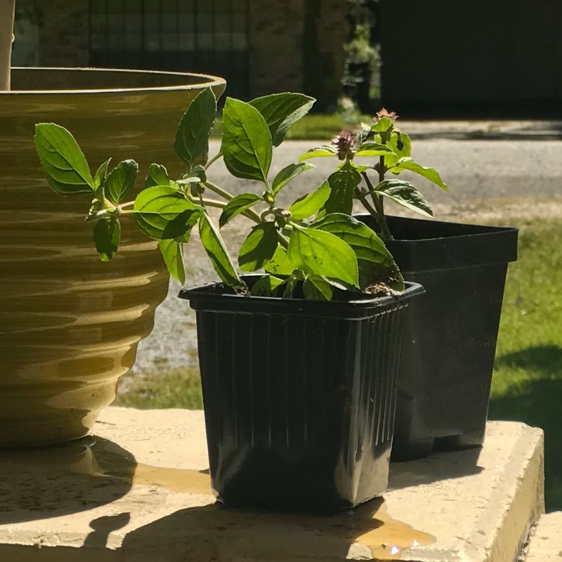 Two potted plants with a healthy Sweet Basil in the foreground, showing vibrant green leaves and flowers.