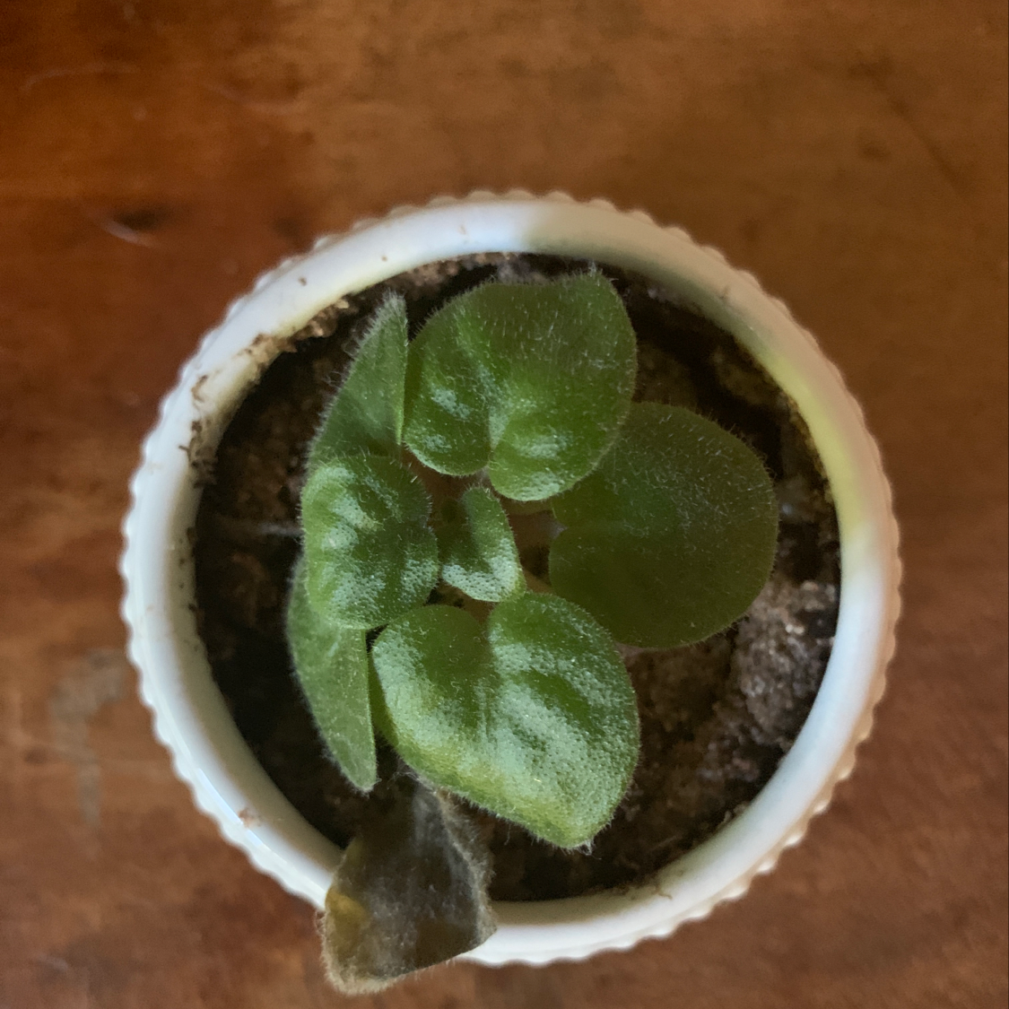 Potted African Violet with green leaves and visible soil. One leaf is browning.