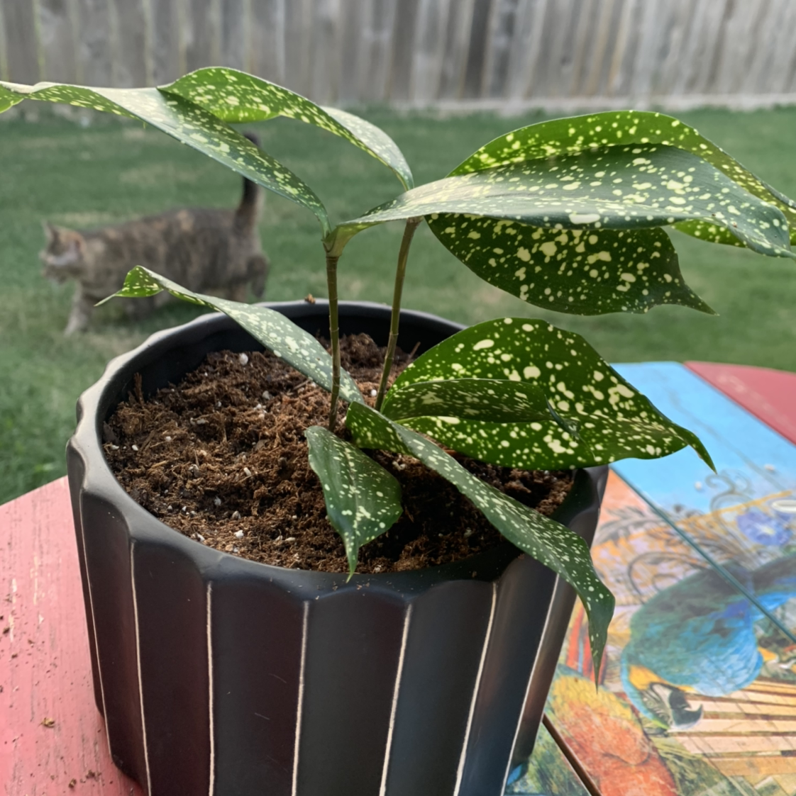 Dracaena 'Florida Beauty' plant in a black pot with healthy green leaves and white spots.