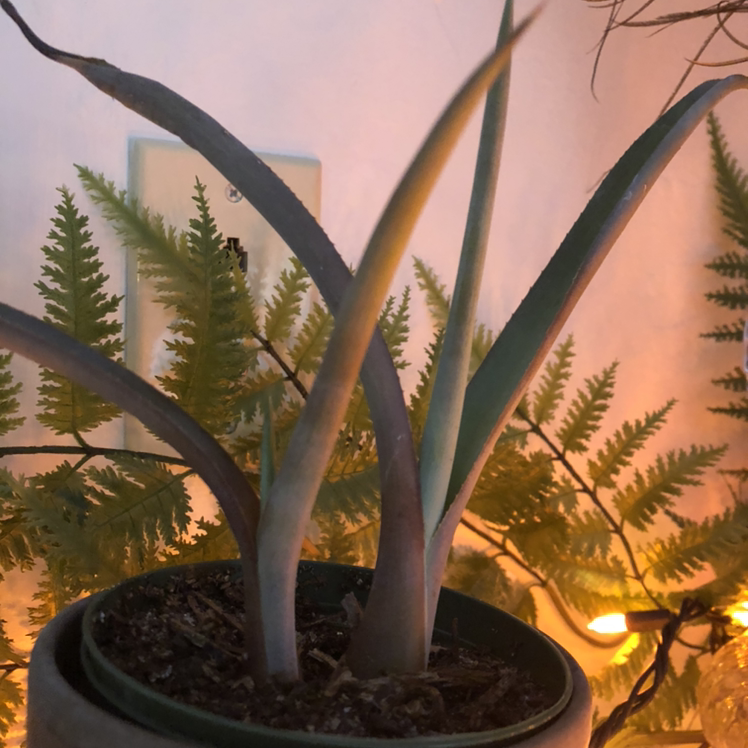 Healthy century plant in decorative pot, with long blue-green and yellow-margined leaves. Artistic soft focus background.