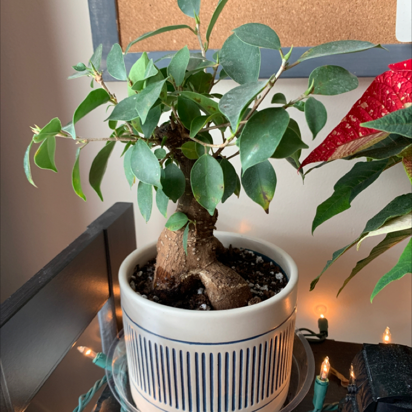 A healthy Ficus Ginseng bonsai tree in a white pot, with thick trunk and lush green leaves, next to holiday lights and a poinsettia plant.