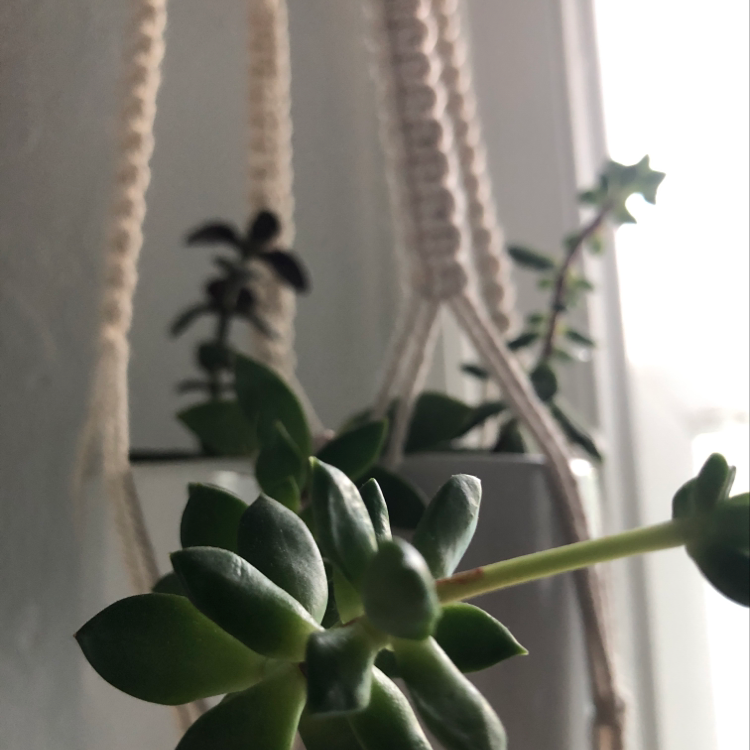 Hanging planter with a healthy Pearl Echeveria succulent.