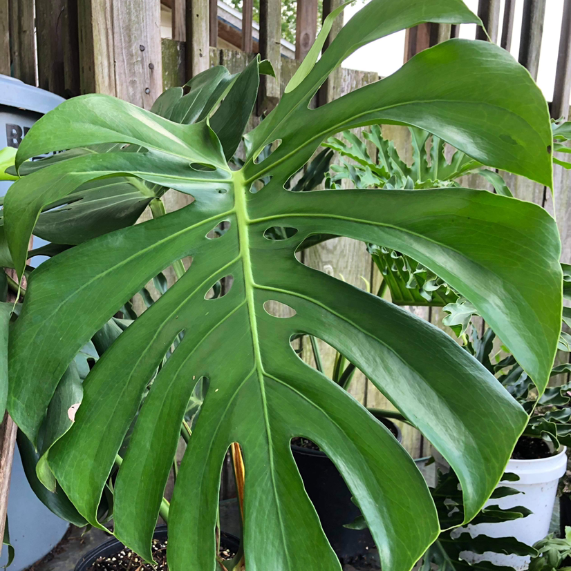 Plant care for Kratom on Greg, the plant care app