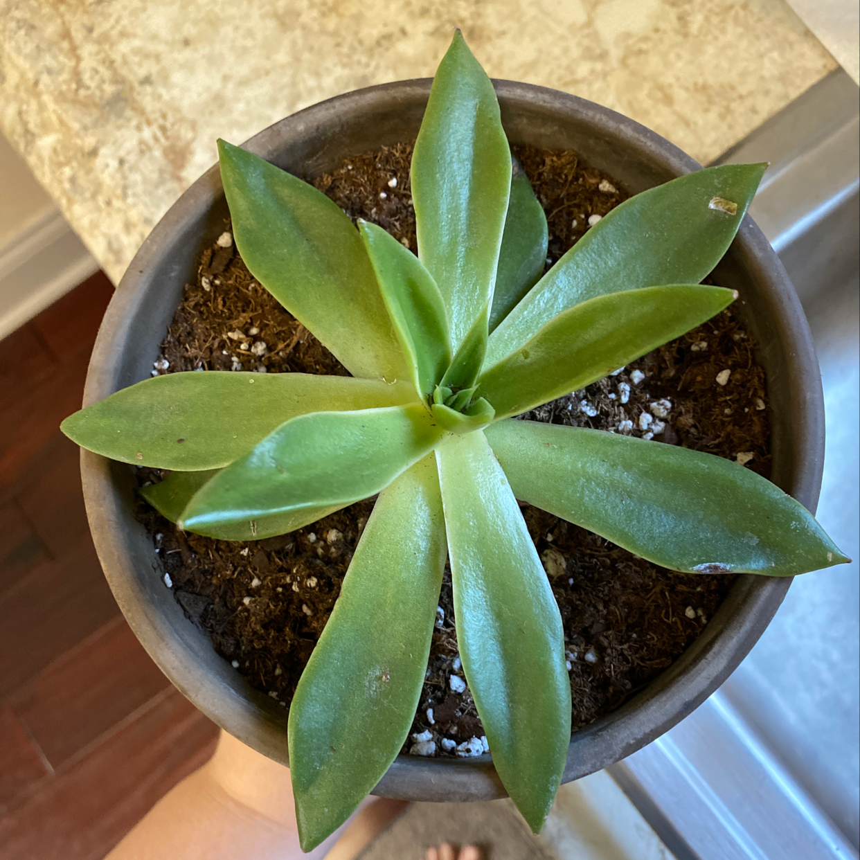 Potted Lipstick Echeveria succulent with green leaves, healthy appearance.