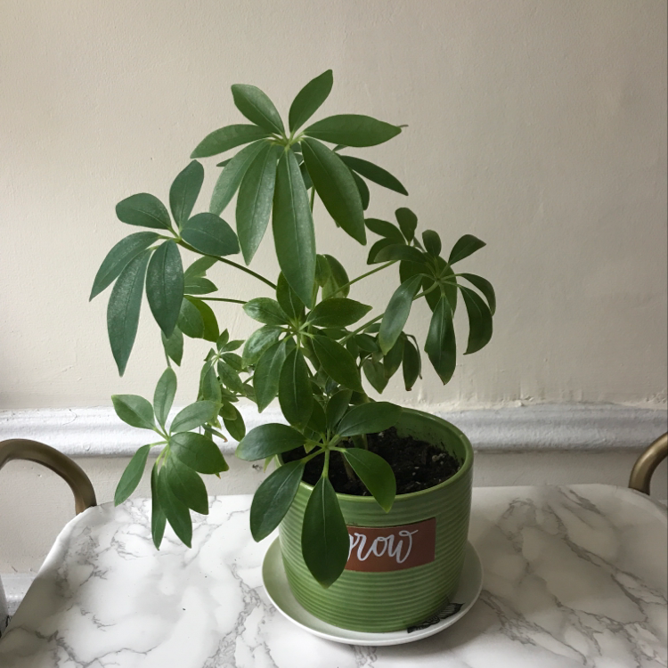 Photo of the plant species Calathea Rosy by Allie named Umbrella plant on Greg, the plant care app