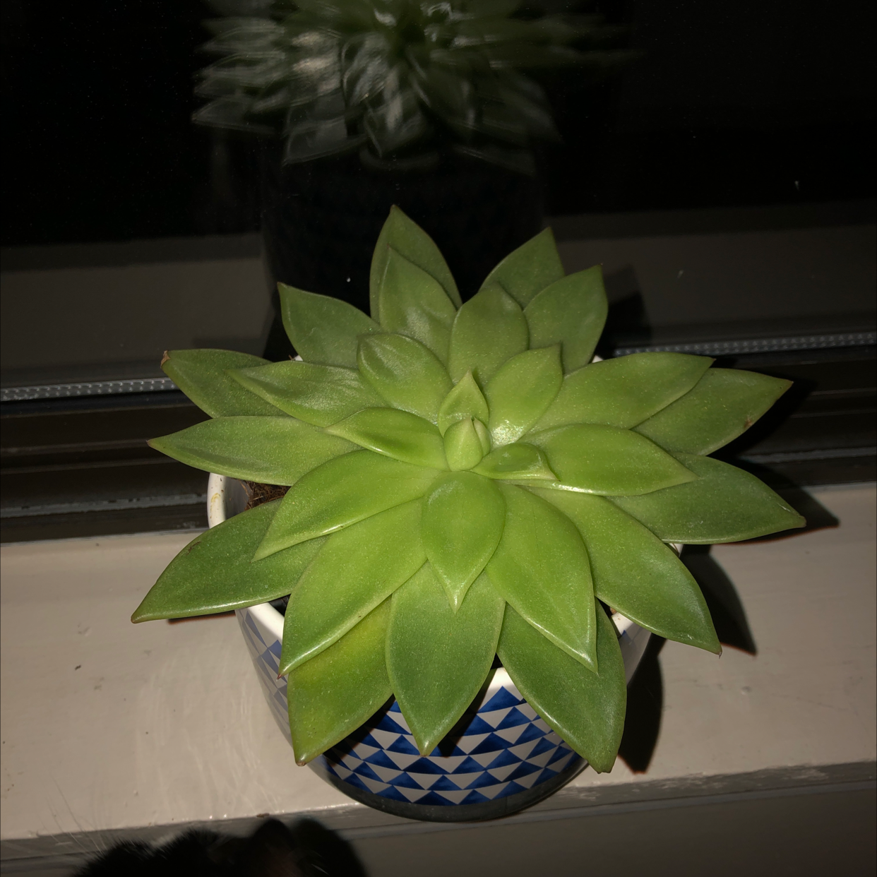 Healthy Lipstick Echeveria succulent in a patterned pot on a windowsill.